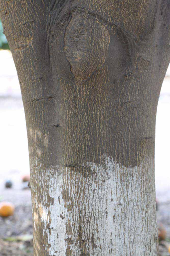              Bark (Riverside, CA)       